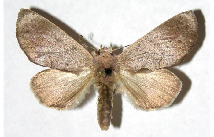 Adulto hembra en posición dorsal de <i>Hemiceras zula</i> (Notodontidae). Sector Del Oro, Sendero Puertas. Voucher 05-SRNP-21989- DHJ322600.