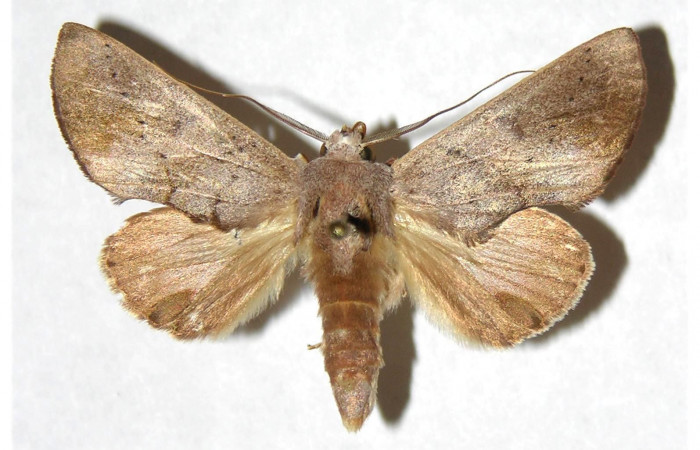Adulto Macho en posición dorsal de <i>Hemiceras zula</i> (Notodontidae). Sector Del Oro, Sendero Puertas. Voucher 05-SRNP-21802- DHJ322596.