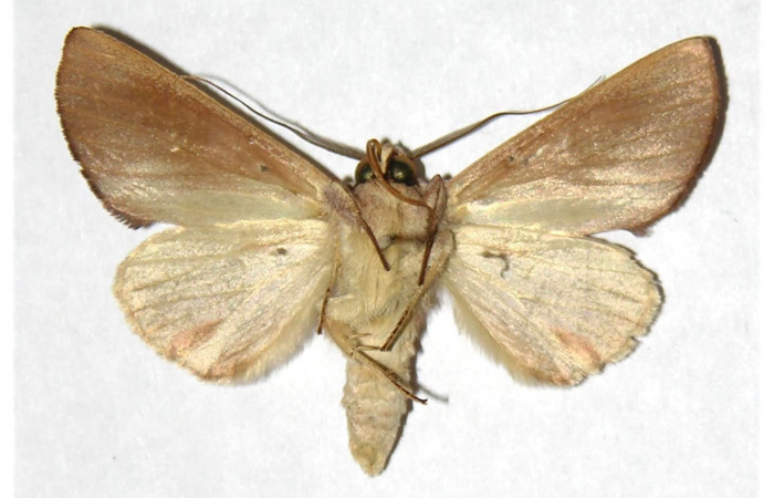 Adulto Macho en posición ventral de <i>Hemiceras zula</i> (Notodontidae). Sector Del Oro, Sendero Puertas. Voucher 05-SRNP-21802-