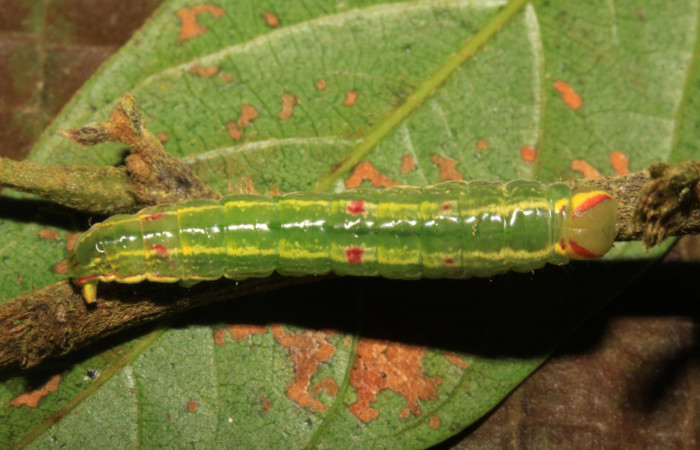 Larva en posición dorsal de <i>Hemiceras zula</i> (Notodontidae), PU estadio. Sector Pitilla, Pasmompa. Voucher 14-SRNP-31643- DHJ721403.jpg.