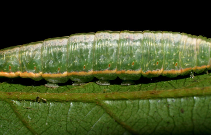 Larva en posición lateral de <i>Hemiceras zula</i> (Notodontidae), U estadio. Sector San Cristóbal, Quebrada Garcia. Voucher 08-SRNP-128- DHJ437063.jpg.