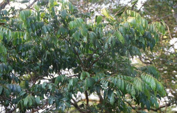 <i>Inga micheliana</i>(Fabaceae), planta hospedera de <i>Hemiceras zula</i> (Notodontidae). Sector San Cristóbal, Tajo Angeles. Foto, Carolina Cano, 5 Mayo 2019.
Figura 30. I<i>nga micheliana</i> (Fabaceae), planta hospedera de <i>Hemiceras zula</i> (Notodontidae). Sector San Cristóbal, Tajo Angeles. Foto, Carolina Cano, 5 Mayo 2019.