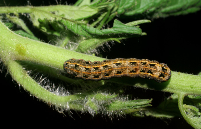 Figura 1. Larva de <i>Spodoptera latifascia</i> (Noctuidae). Tercer estadio, en Solanum lycopersicum (introducido). Voucher: 07-SRNP-80-DHJ419237.jpg.