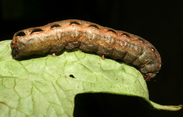 Figura 10. Parte lateral de <i>Spodoptera latifascia</i> (Noctuidae). Último estadio. Voucher: 07-SRNP-82-DHJ418194.jpg.
