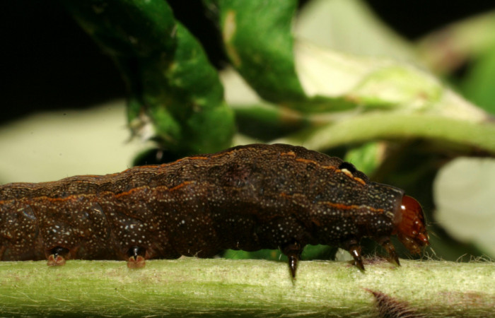 Figura 11. Parte lateral de <i>Spodoptera latifascia</i> (Noctuidae) Último estadio. Voucher: 06-SRNP-30264-DHJ409827.jpg.