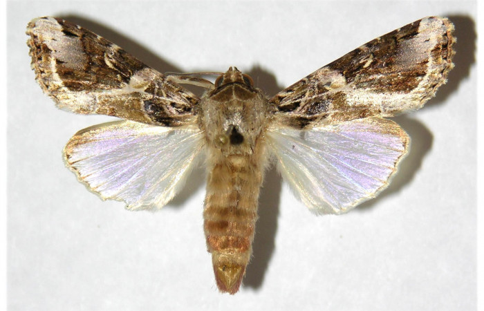 Adulto de <i>Spodoptera latifascia</i> (Noctuidae). Dorsal. Voucher: 01-SRNP-14637-DHJ315930.