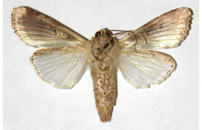 Figura 15. Adulto de <i>Spodoptera latifascia</i> (Noctuidae). Ventral. Voucher: 01-SRNP-14637-DHJ315931.