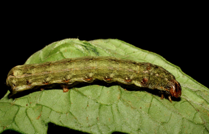 Figura 16. Parte lateral de <i>Spodoptera eridania</i> (Noctuidae). Último estadio. Voucher: 07-SRNP-83-DHJ418212.jpg.