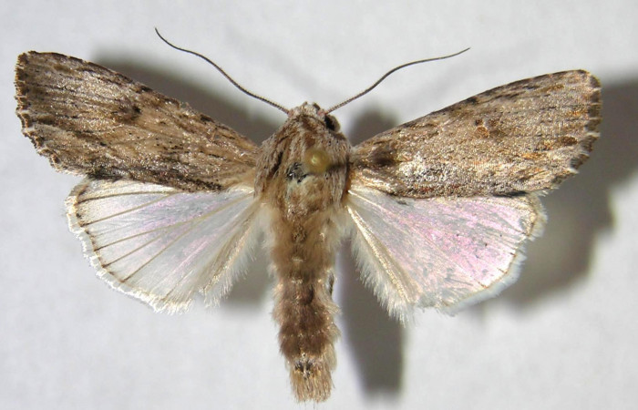Figura 18. Adulto de </i>Spodoptera eridania (Noctuidae). Voucher: 07-SRNP-35351-DHJ366366.