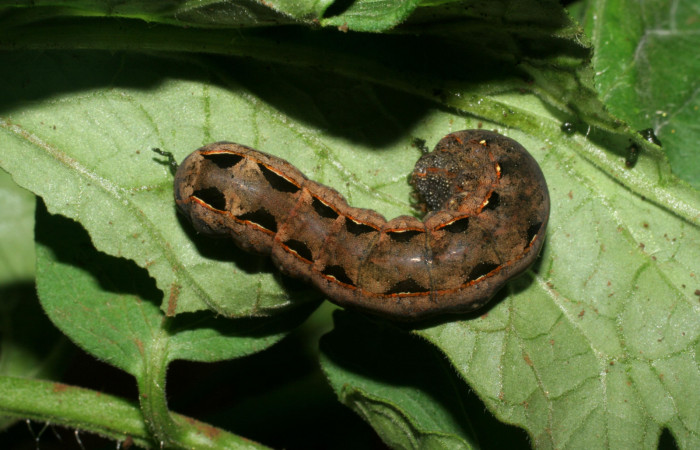 Figura 9. Parte dorsal de <i>Spodoptera latifascia</i> (Noctuidae). Último estadio. Voucher 07-SRNP-82-DHJ419240.jpg.