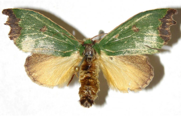 Figura 15. Adulto<i>Rhogalia epigena</i> (Limacodidae) vista dorsal. (02-SRNP-1440-DHJ311330).