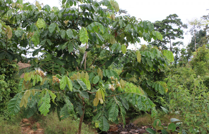 Figura. 2 Habitad, <i>Inga eldulis</i>, (Fabaceae). Area de Conservación Guanacaste, Sector Rincón Rain Forest, Estación Leiva, Selva, (elevación 410 metros), colectada el 30 de Abril 2019. Foto, Jorge Hernández.