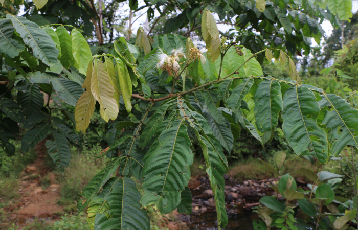 Figura. 9 Flor en rama nueva, <i>Inga eldulis</i>, (Fabaceae). Area de Conservación Guanacaste, Sector Rincón Rain Forest, Estación Leiva, Selva, (elevación 410 metros), colectada el 30 de Abril 2019. Foto, Jorge Hernández.