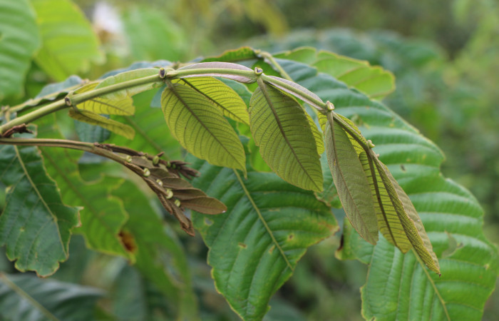 Figura. 6 Hoja nueva, <i>Inga eldulis</i>, (Fabaceae). Area de Conservación Guanacaste, Sector Rincón Rain Forest, Estación Leiva, Selva, (elevación 410 metros), colectada el 30 de Abril 2019. Foto, Jorge Hernández.