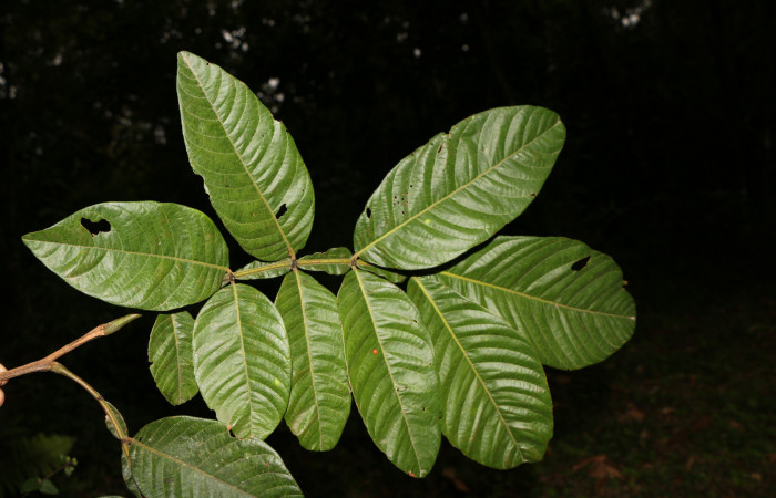 Figura. 4 Hoja haz, <i>Inga eldulis</i>, (Fabaceae). Area de Conservación Guanacaste, Sector Rincón Rain Forest, Estación Leiva, Selva, (elevación 410 metros), colectada el 30 de Abril 2019. Foto, Jorge Hernández.