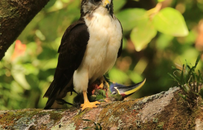 Short tailed hawk <i>Buteo Brachyurus</i> alimentándose de Northern Emerald Toucanet <i>Aulacorhynchus prasinus</i>. Sector Pailas.
