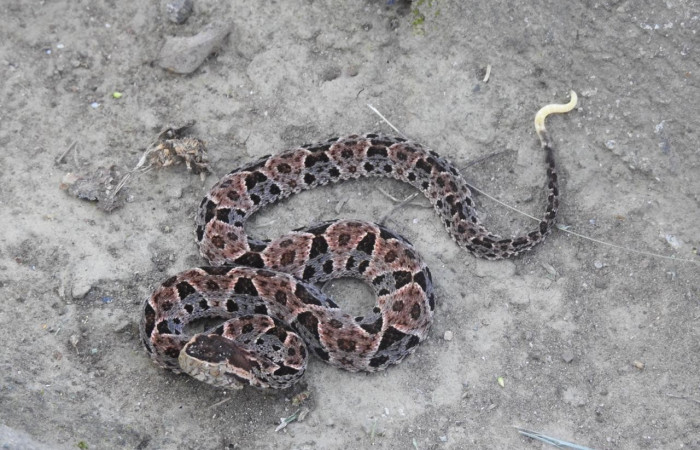 Terciopelo (Botrops asper), Sendero Pailas