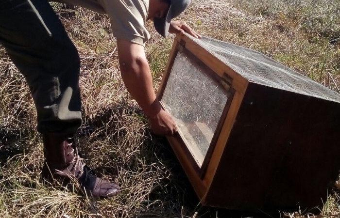Liberación de boa imperator
Estación Experimental Forestal Horizontes, Fotografía: Ronald Castro M.