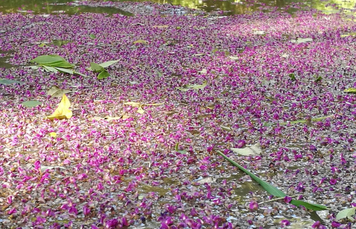 Lonchocarpus minimiflorus foto tomada en el área de acampar de Santa Rosa el 30/10/2018