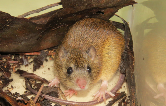 Rata arrocera semi arborícola Oecomys trinitatis 