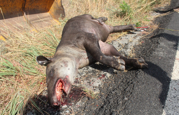 10 de mayo 2019, Túnel Verde y Vivo de la Biodiversidad, Carretera Interamericana Norte, Foto: Melissa Espinoza