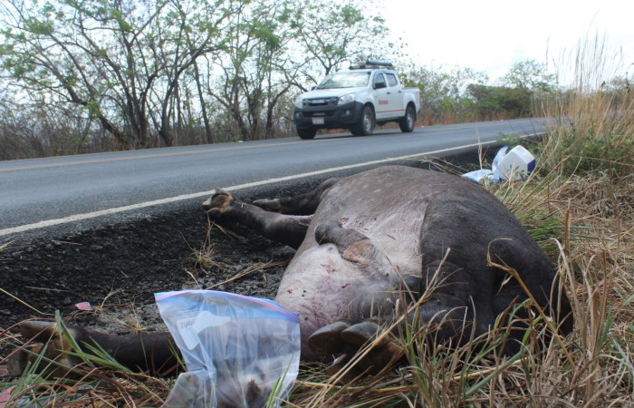 10 de mayo 2019, Túnel Verde y Vivo de la Biodiversidad, Carretera Interamericana Norte, Foto: Melissa Espinoza
