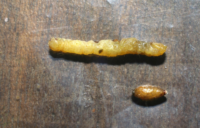 Fig.11 Capullo parásito <i>Meteorus</i> Janzen15 (Braconidae)  de <i>Antiblemma amarga</i>. Voucher: 06-SRNP-34952-DHJ416684.jpg