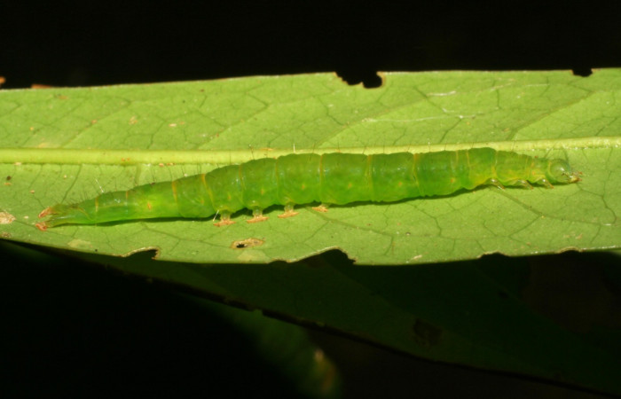 Fig.1 Larva <i>Antiblemma amarga</i> en último estadío mostrando la parte lateral Voucher: 05-SRNP-32793-DHJ404907.jpg
