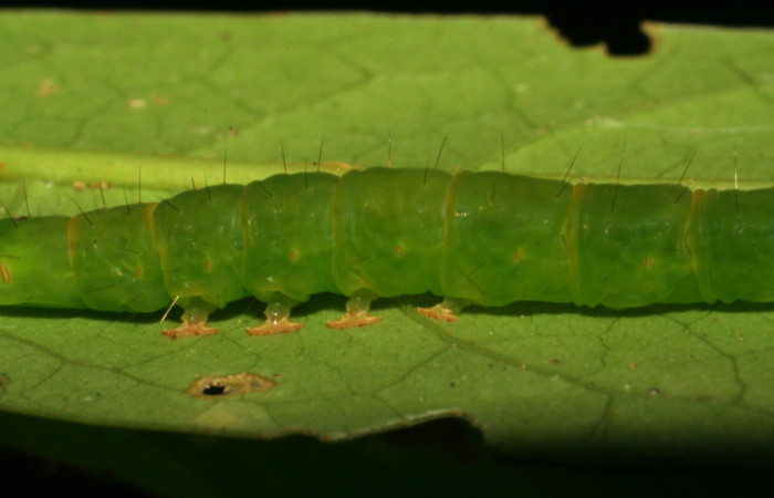 Fig.2 Larva <i>Antiblemma amarga</i> en penúltimo estadio mostrando la parte propatas mediales.  Voucher: 05-SRNP-32793-DHJ404911.jpg