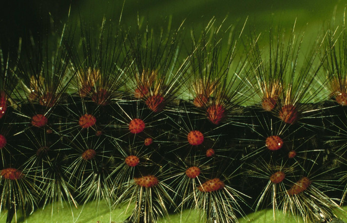 Fig.4 Larva <i>Hypercompe laeta</i> en último estadío último mostrando morfológíca del cuerpo. Voucher: 98-SRNP-2066-DHJ44103.jpg