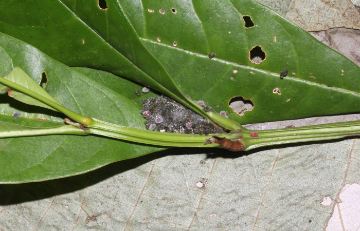 Fig.6 Prepupa <i>Antiblemma amarga</i> mostrando forma de capullo. Voucher: 17-SRNP-32472-DHJ740884.jpg