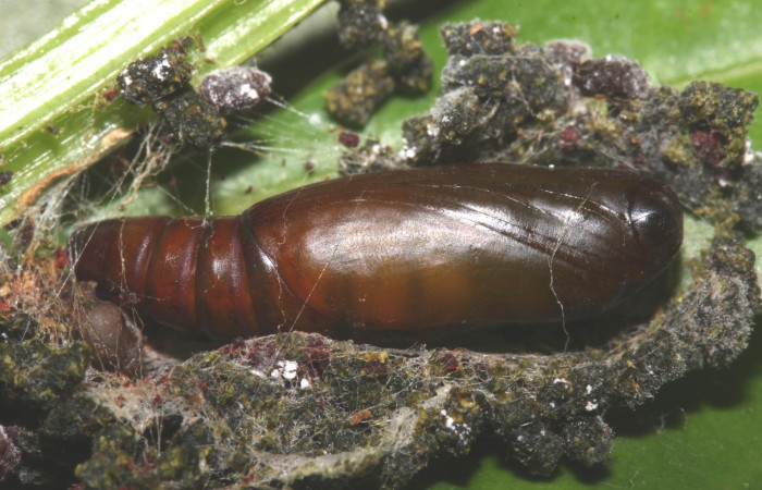 Fig.7 Pupa <i>Antiblemma amarga</i> , mostrando forma de capullo y pupa. Voucher: 17-SRNP-32472-DHJ740886.jpg
