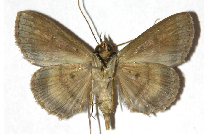 Fig.9 Adulto <i>Antiblemma amarga</i> ventral. Hembra. Voucher: 05-SRNP-32369-DHJ315347.jpg