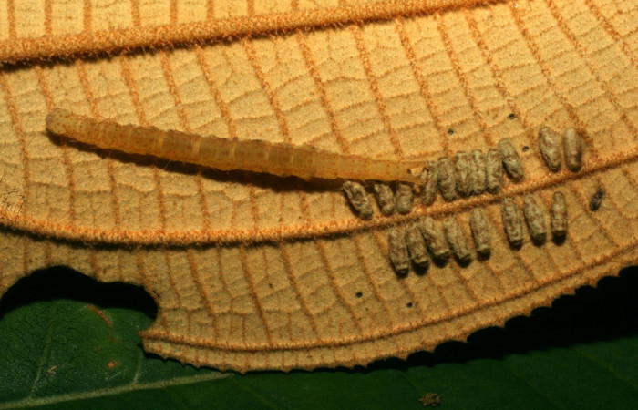 Fig.8 Parásitos <i>Glyptapanteles wonyoungchoi</i> de <i>Antiblemma ceras</i>  Voucher: 09-SRNP-71472-DHJ461214.JPG