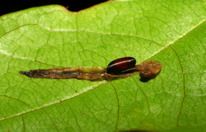 Fig.10  Cadáver y pupario de Tachinidae parasitado de <i>Antiblemma</i> Poole13 Voucher: 07-SRNP-32961-DHJ427341.jpg