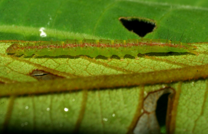 Fig.2 Larva <i>Antiblemma</i> Poole13  en penúltimo estadío mostrando la parte propatas.  Voucher: 07-SRNP-33117-DHJ427523.jpg