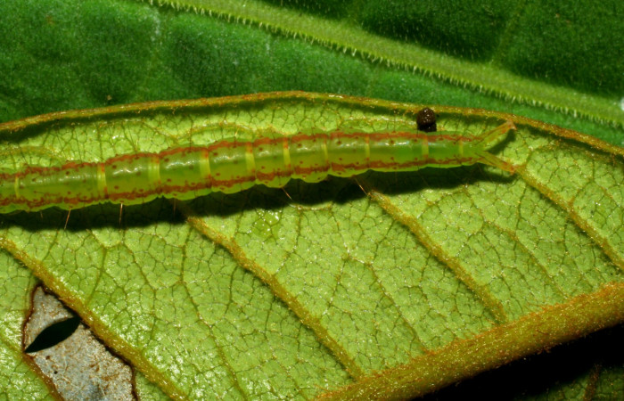 Fig.3 Larva <i>Antiblemma</i> Poole13 en último estadío mostrando la parte dorsal Voucher: 07-SRNP-33117-DHJ427525.jpg