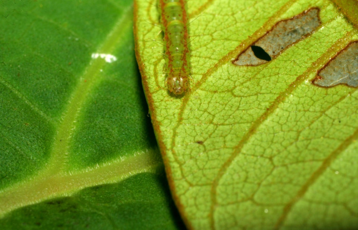 Fig.4  Larva <i>Antiblemma</i> Poole 13 en último estadío mostrando parte frontal. Voucher: 07-SRNP-33117-DHJ427527.jpg