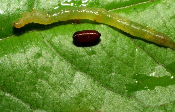 Fig.9  Cadáver y pupario de Tachinidae parasitado de <i>Antiblemma</i> Poole13 . Voucher: 07-SRNP-32961-DHJ433702.jpg