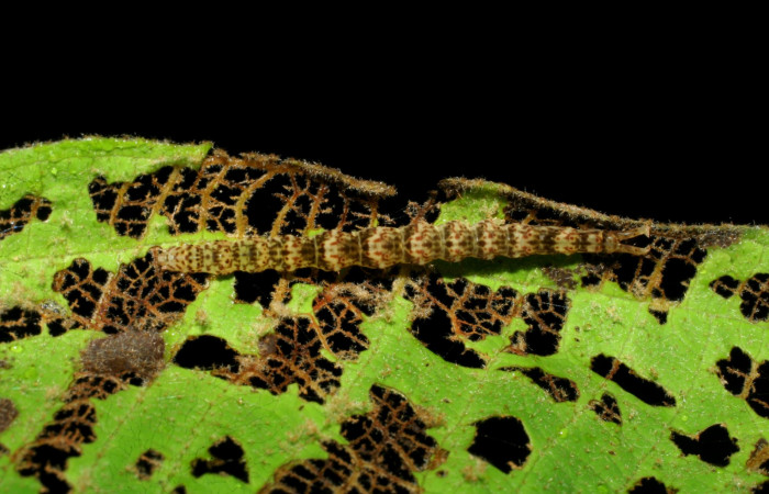 Fig.1 Larva <i>Antiblemma</i> Poole03  en último estadío mostrando la parte dorsal. Voucher:07-SRNP-34429-DHJ434780.JPG