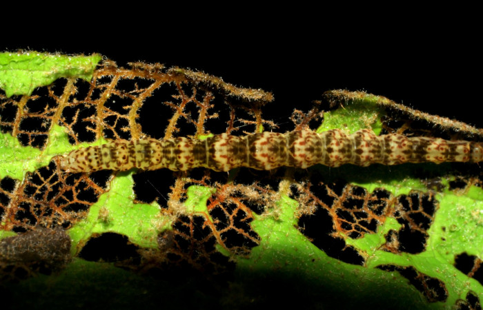 Fig.4 Larva <i>Antiblemma</i> Poole03 en último estadío mostrando la parte dorsal Voucher: 07-SRNP-34429-DHJ434782.JPG