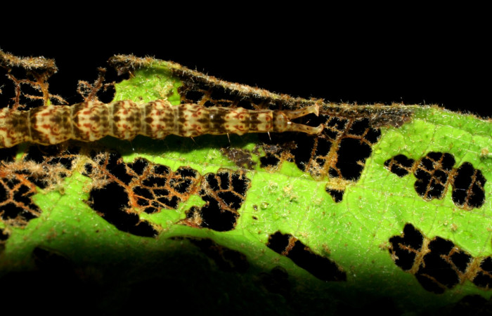 Fig.5  Larva <i>Antiblemma</i> Poole 03 en último estadío mostrando estructura último segmento. Voucher: 07-SRNP-34429-DHJ434784.JPG