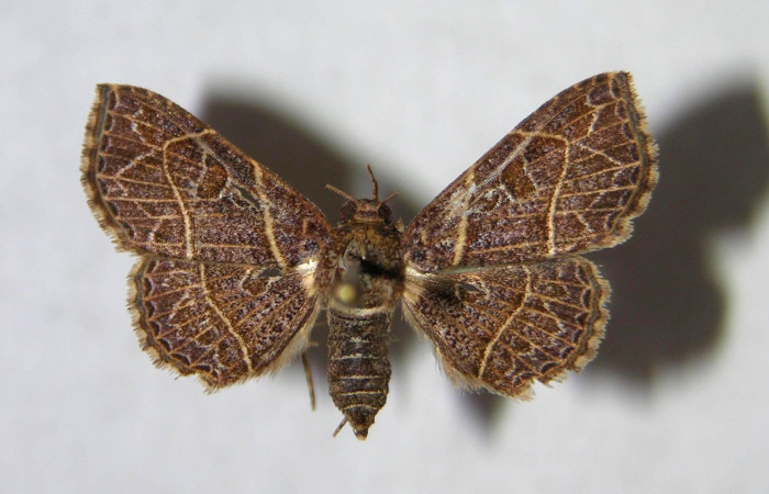 Fig.6 Adulto <i>Antiblemma</i> Poole03  dorsal. Hembra. Voucher:  05-SRNP-32006-DHJ364398.jpg