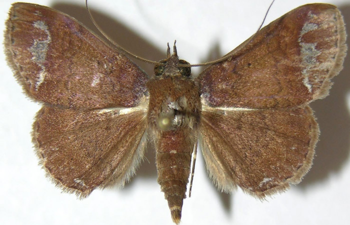 Fig.10 Adulto <i>Antiblemma</i> amalthea  dorsal. Voucher: 07-SRNP-33133-DHJ388720.jpg