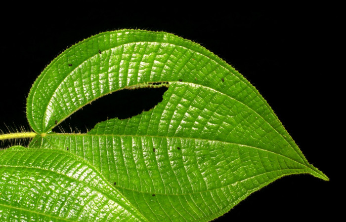 Fig.2 Larva <i>Antiblemma</i> Poole05  en penúltimo estadío mostrando forma de comer.  Voucher: 06-SRNP-34997-DHJ416690.jpg