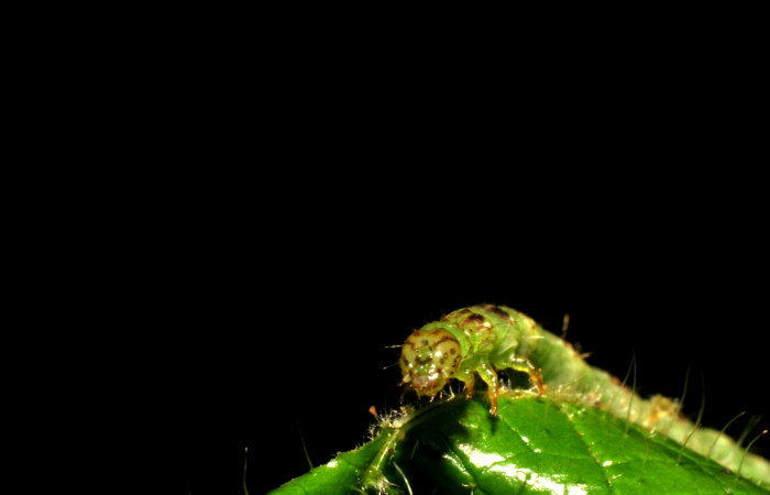 Fig.6  Larva <i>Antiblemma</i> Poole 05 en último estadío mostrando estructura frontal. Voucher: Fig.6 06-SRNP-34997-DHJ416699.jpg