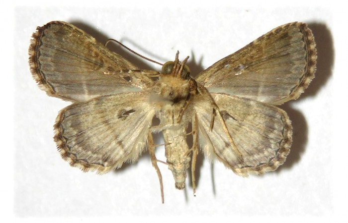 Fig.8 Adulto <i>Antiblemma</i> Poole05  ventral. Hembra. Voucher: 04-SRNP-41706-DHJ314253.jpg