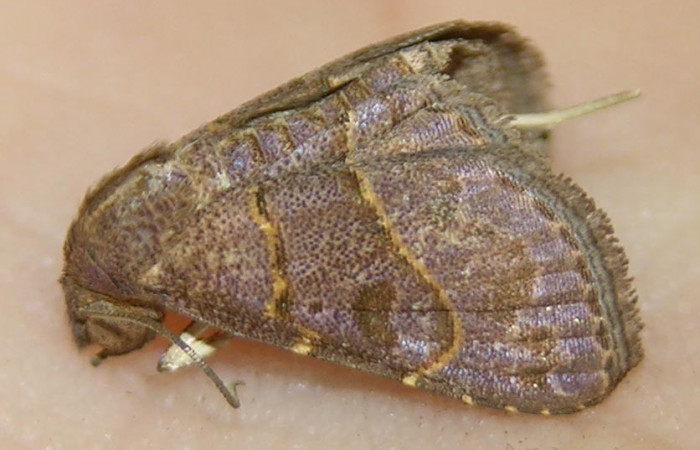 Fig.9  Adulto <i>Antiblemma</i> Poole13  dorsal. Hembra. Voucher: 07-SRNP-33118-DHJ510913.jpg