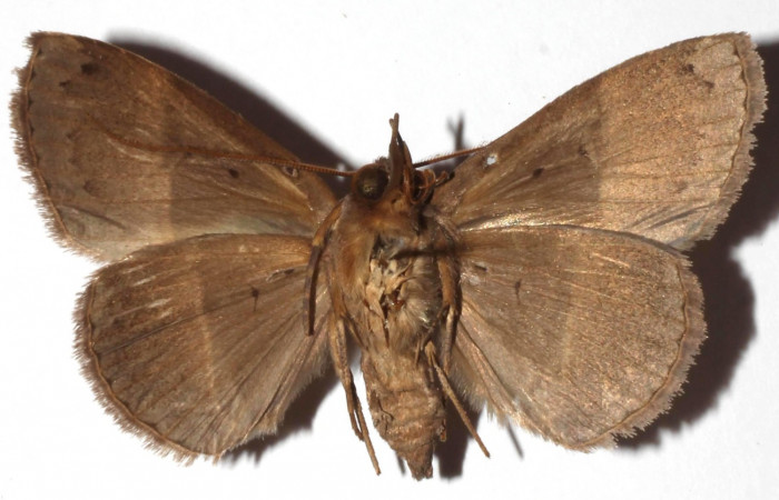 Fig.12 Adulto <i>Antiblemma</i> Poole29  ventral. Hembra. Voucher: 17-SRNP-30550-DHJ925997.jpg