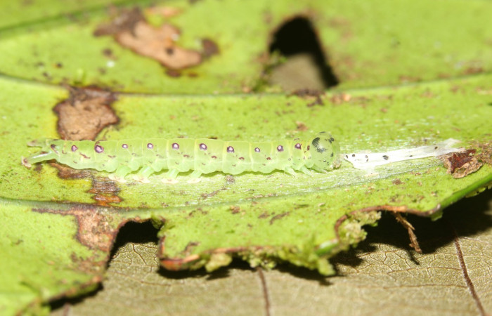 Fig.2 Larva <i>Antiblemma</i> Poole29  en penúltimo estadío mostrando forma de alimentarse.  Voucher:  17-SRNP-30550-DHJ736116.jpg